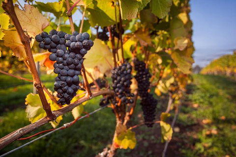 Full Day Tamar Valley Wine Tour - Accommodation Batemans Bay 0