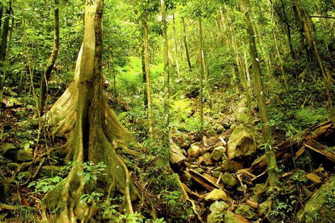 Cairns 4WD Waterfall And Rainforest Tour Including Kuranda Scenic Railway - Accommodation Batemans Bay 1