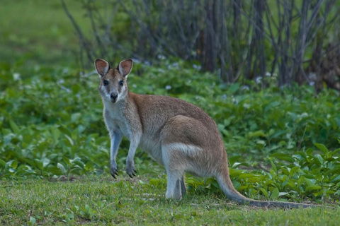 Cairns 4WD Waterfall And Rainforest Tour Including Kuranda Scenic Railway - Accommodation Batemans Bay 2