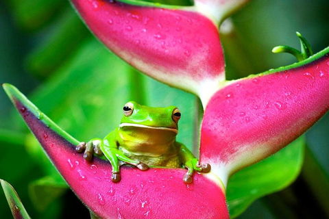 3-Day Best Of Cairns Combo: The Daintree Rainforest, Great Barrier Reef, And Kuranda - Accommodation Batemans Bay 0