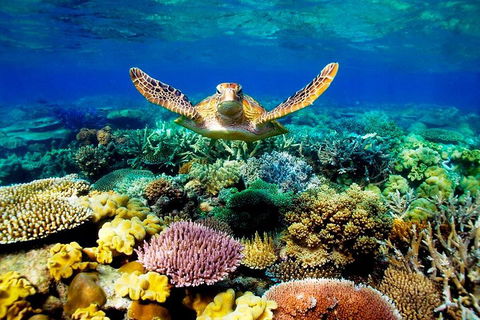 3-Day Best Of Cairns Combo: The Daintree Rainforest, Great Barrier Reef, And Kuranda - Accommodation Batemans Bay 1