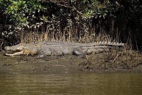 4-Day Cairns With Great Barrier Reef And Daintree Rainforest - Accommodation Batemans Bay 4