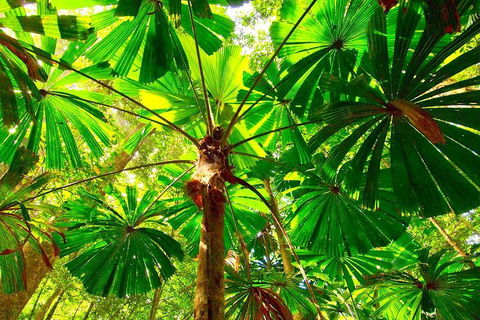 Private Daintree National Park Day Tour From Cairns Including Cape Tribulation And Mossman Gorge - Accommodation Batemans Bay 3