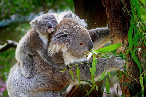 Private Two Day Great Ocean Road Tour - Accommodation Batemans Bay 2
