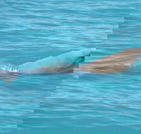Snubfin Dolphin Eco Cruise from Broome - Accommodation Batemans Bay