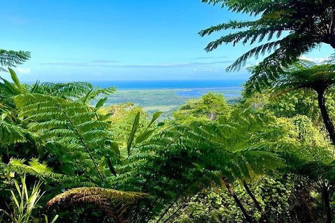Full Day Tour In The Daintree - Accommodation Batemans Bay 5
