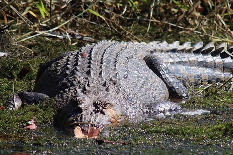 Afternoon Half-Day Daintree Rainforest And River Tour - Accommodation Batemans Bay 5
