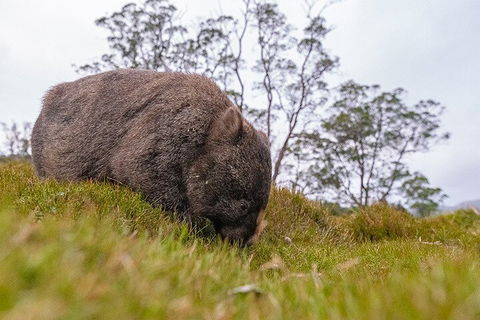 3-Day Cradle Mountain Photography Workshop - Accommodation Batemans Bay 0