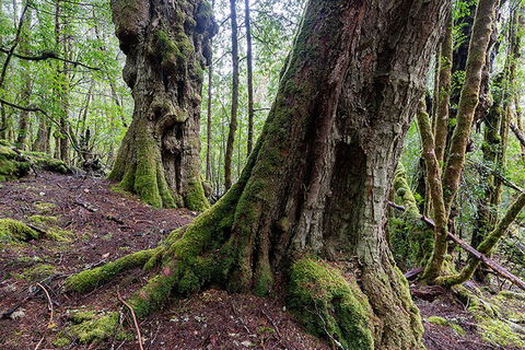 3-Day Cradle Mountain Photography Workshop - Accommodation Batemans Bay 1
