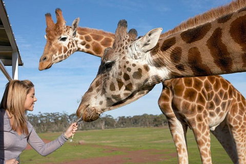 Melbourne City Card (2 Days): Visit Unlimited Attractions! - Accommodation Batemans Bay 1