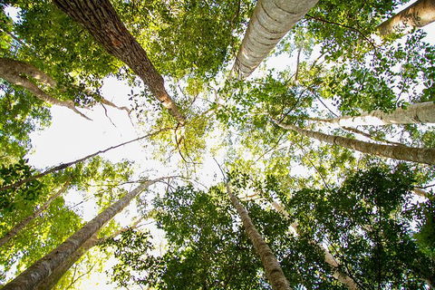 Fraser Island 4WD Tour From Noosa - Accommodation Batemans Bay 0