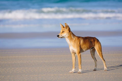 Fraser Island 4WD Tour From Noosa - Accommodation Batemans Bay 5