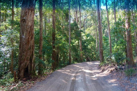 Fraser Island 4WD Tour From Rainbow Beach - Accommodation Batemans Bay 4