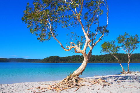 Fraser Island 4WD Tour From Rainbow Beach - Accommodation Batemans Bay 5