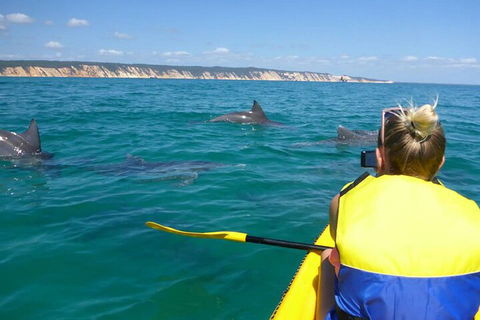 Kayak With Dolphins And 4WD Great Beach Drive Day Trip From Noosa - Accommodation Batemans Bay 1
