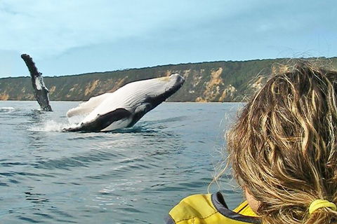 Kayak With Dolphins And 4WD Great Beach Drive Day Trip From Noosa - Accommodation Batemans Bay 3
