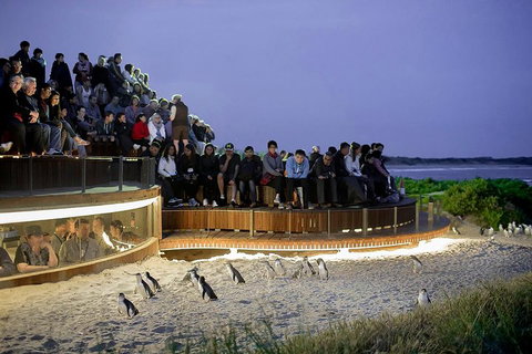 Phillip Island And French Island Wildlife Expedition - Accommodation Batemans Bay 5