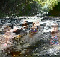 Daintree Rainforest Cape Tribulation Mossman Gorge Small-Group Day Tour - Accommodation Batemans Bay