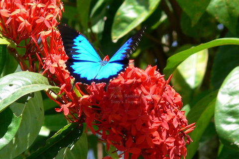 Daintree Rainforest, Cape Tribulation, Mossman Gorge Small-Group Day Tour - Accommodation Batemans Bay 2