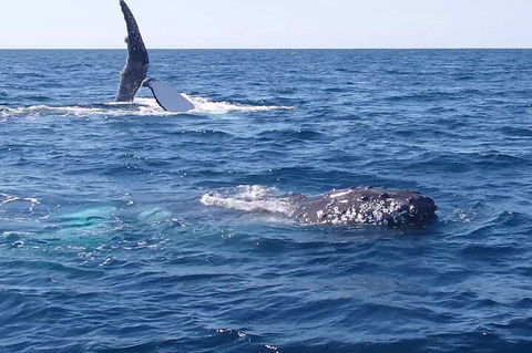 Noosa Whale Watching - Accommodation Batemans Bay 0