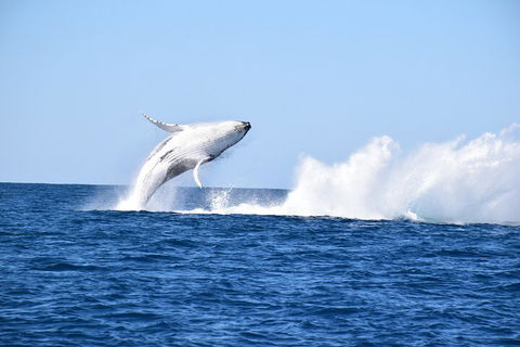 Noosa Whale Watching - Accommodation Batemans Bay 1