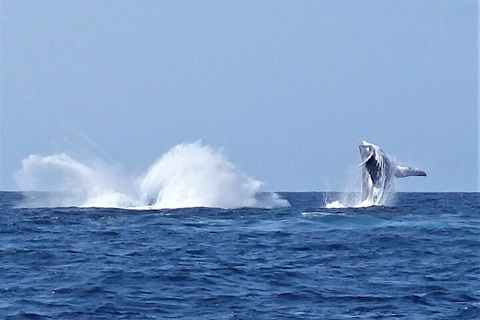 Noosa Whale Watching - Accommodation Batemans Bay 2