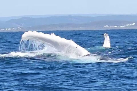 Noosa Whale Watching - Accommodation Batemans Bay 5
