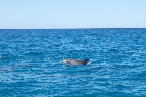 Noosa Wild Dolphin Safari - Accommodation Batemans Bay 1