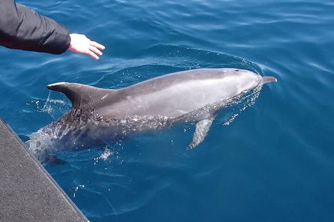Noosa Wild Dolphin Safari - Accommodation Batemans Bay 2