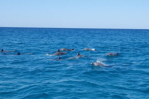 Noosa Wild Dolphin Safari - Accommodation Batemans Bay 3