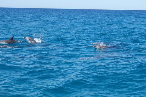 Noosa Wild Dolphin Safari - Accommodation Batemans Bay 4
