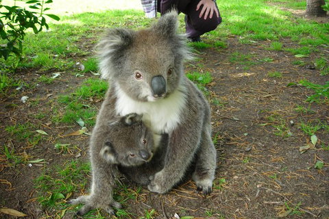 3-Day Private Adelaide To Melbourne Tour - Accommodation Batemans Bay 5