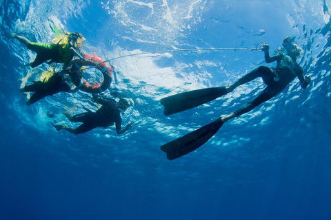 Passions Of Paradise Great Barrier Reef Snorkel And Dive Cruise From Cairns By Luxury Catamaran - Accommodation Batemans Bay 2