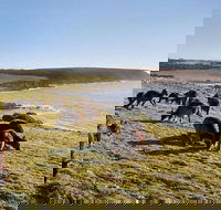 Kangaroo Island Personal Group Tours - Accommodation Batemans Bay