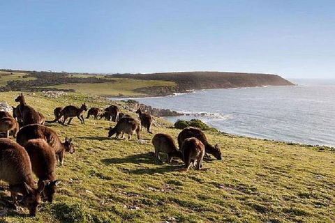 Kangaroo Island Personal Group Tours - Accommodation Batemans Bay 0