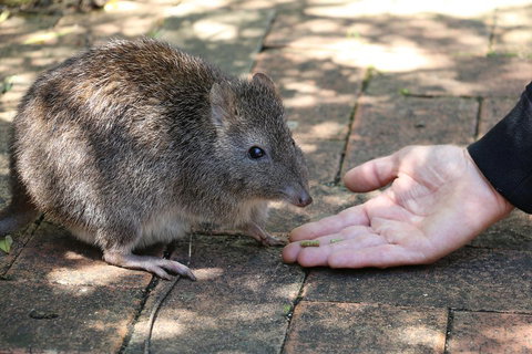 Cleland Wildlife Park Tour From Adelaide Including Mount Lofty Summit - Accommodation Batemans Bay 2