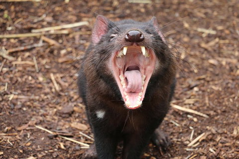 Cleland Wildlife Park Tour From Adelaide Including Mount Lofty Summit - Accommodation Batemans Bay 4