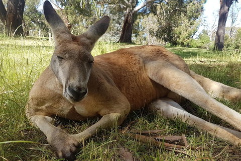 Cleland Wildlife Park Tour From Adelaide Including Mount Lofty Summit - Accommodation Batemans Bay 5