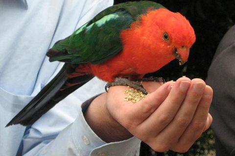 O'Reilly's & Lamington National Park From Brisbane - Accommodation Batemans Bay 1