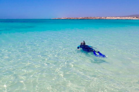 Ningaloo In A Day - Full Day Hike And Snorkel Tour With Lunch - Accommodation Batemans Bay 4