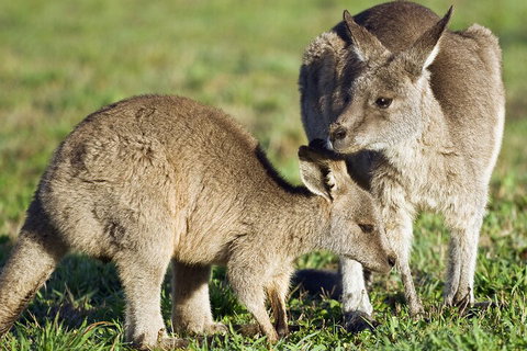 LGBT+ Friendly Full Day Phillip Island Private Tour - Accommodation Batemans Bay 3
