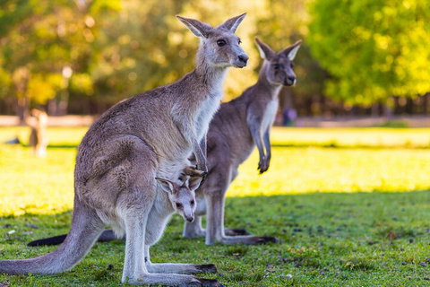 LGBT+ Friendly Full Day Phillip Island Private Tour - Accommodation Batemans Bay 4