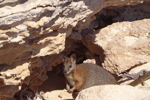 Shipwreck Special Full Day Tour Of The Abrolhos Islands - Accommodation Batemans Bay 4