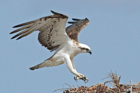 Shipwreck Special Nature Tour/Half Day Tour - Accommodation Batemans Bay 4