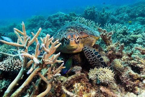Great Barrier Reef Day Cruise From Cairns Including Snorkeling And Marine Biologist Presentation - Accommodation Batemans Bay 4