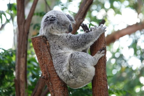 Small-Group Blue Mountains Tour With A Local Guide - Accommodation Batemans Bay 2