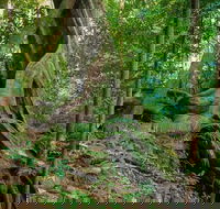 Private Daintree Mossman Gorge Exclusive Nature and Wildlife Focus - Accommodation Batemans Bay