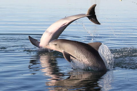 Kayak Tour In Adelaide Dolphin Sanctuary - Accommodation Batemans Bay 5