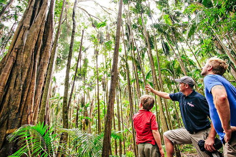 Natural Bridge & Springbrook Waterfalls Tour + Hot Air Balloon With Breakfast - Accommodation Batemans Bay 5