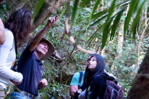 Natural Bridge & Springbrook Waterfalls Tour - Accommodation Batemans Bay 4